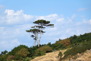 Bäume am Kullaberg in Schweden