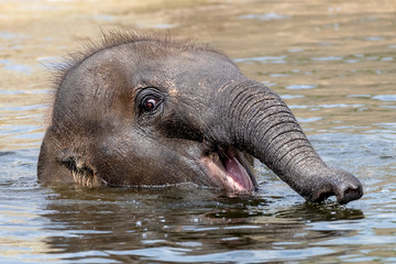 Young Indian Elephant in the water © Edwin Butter