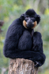 close image of a Yellow Cheeked Gibbon monkey mother with baby in the forest