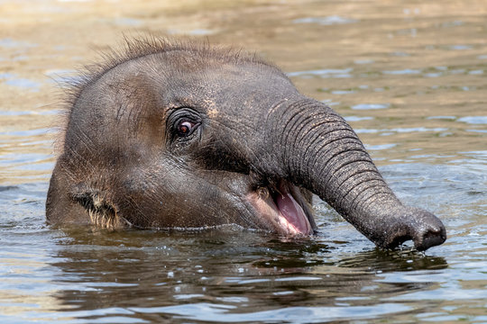 Baby Elephant Water Images – Browse 97,513 Stock Photos, Vectors, and Video