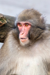 close image of Japanese Macaque in the forest