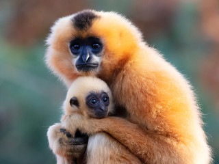 Two Yellow-cheeked Gibbon monkeys in the reserve