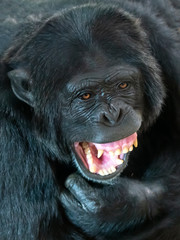 Male chimpanzee with open mouth