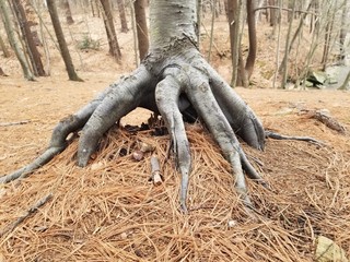 Spooky Claw Shaped Tree Trunk. A creepy tree in the forest that looks like it could grab you. Brought to mind Baba Yaga's hut.