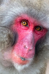close image of Japanese Macaque in the forest