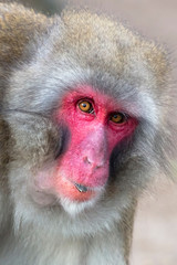 close image of Japanese Macaque in the forest