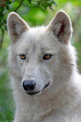 portrait of a white Hudson Bay wolf in the forest