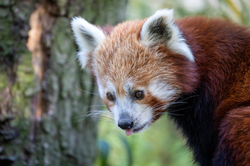 Obraz premium wild red panda in the forest