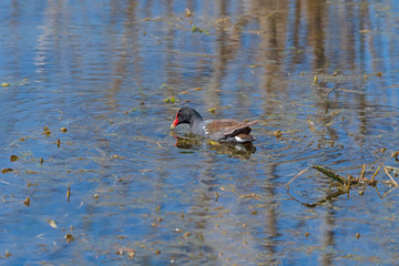 Common Gallinule Swimming in a Wetland Lake