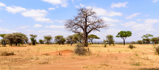 African Baobab tree .(Adansonia digitata) in the the bushy savanna of the Tarangire National Park