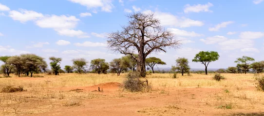 Fototapeten African Baobab tree .(Adansonia digitata) in the the bushy savanna of the Tarangire National Park © Spohr