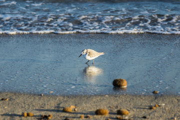 Calidris Alba at Sunset on sea shore