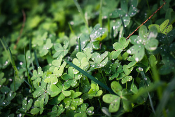 Closeup of a Green clover Field on early Morning