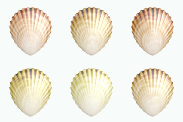 sea shell