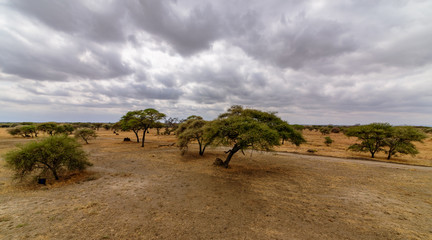 Fototapeta na wymiar Wide land, gravel road and umbrella acacias in the savannah of Northern Tanzania