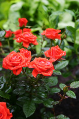 Red roses after rain in the garden on a green background. The beautiful bush on the flowerbed