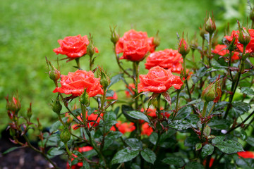 Fototapeta premium Rose. The bush of the red roses on the green lawn background after rain