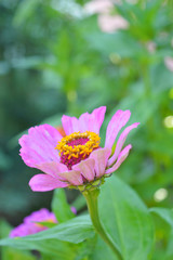 Beautiful Zinnia flowers in the garden.
