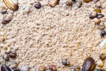 seashells on the golden sand. blank for design close-up, top view, place for text. vacation and travel concept