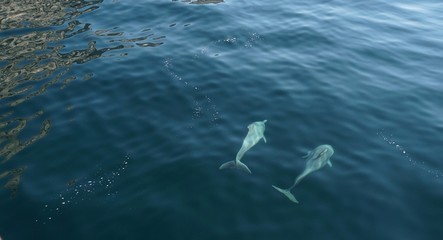 Delfinwatching © Cornelia Scheidt