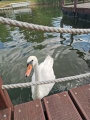 łabędź  © Natalia