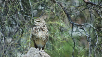 owl that has the appearance of a cyclops, looks to the side and stands on a rock, this owl is of the genus Athene cunicularia and is pale brown.