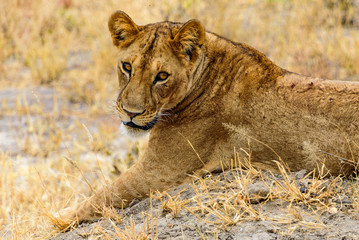 Lioness (Panthera leo) in the Tarangire National Park