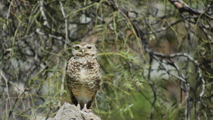 Peruvian owl standing on a rock looking at the camera and winking, owl of the genus Athene cunicularia and is pale brown.