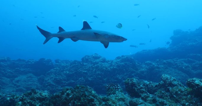 White tipped reef sharks at roca partida, revillagigedo, Mexico.
