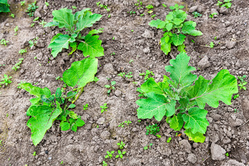 Flat top of large green leaves eggplant plants growing on ground in summer garden with soil dirt rows