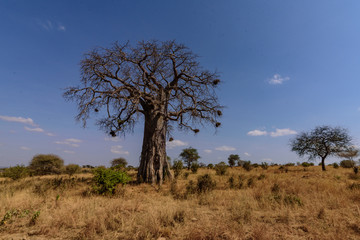 African Baobab tree.(Adansonia digitata) in the Tarangire National Park