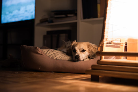 Beautiful little dog laying in his bad by the night lamp