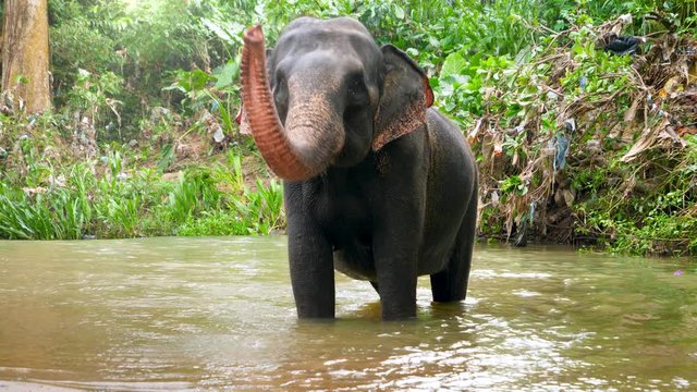 4k footage of indian elephant enjoying washing and drinking water in river at tropical jungle forest