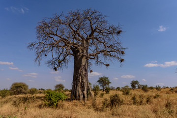 Fototapeta na wymiar African Baobab tree.(Adansonia digitata) in the Tarangire National Park