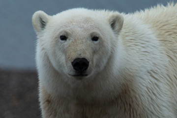 Obraz na płótnie Canvas Alaska Polar Bear