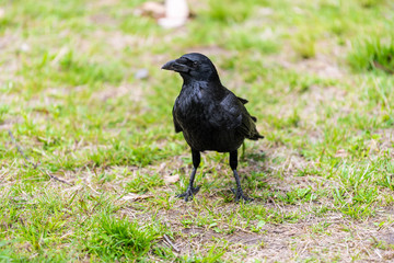 Kyoto Gyoen Japan near Imperial Palace in Kyotogyoen with closeup of one large raven crow black bird