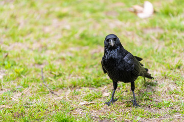 Kyoto Gyoen park Japan near Imperial Palace in Kyotogyoen with closeup of one large raven crow black bird