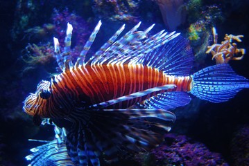 dragonfish