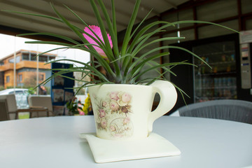 Close-up of Tillandsia Lindenii flower. Photographed in the florist shop.
