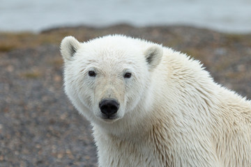 Alaska Polar Bear