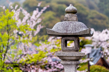 Kyoto, Japan cherry blossom sakura trees in background in springtime with blooming flowers in garden and closeup of stone lantern at Kiyomizudera temple