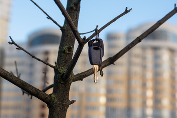 Lost car keys hang high on the branches of a tree. A caring passerby helps in finding the owner of...
