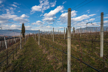 Fototapeta premium Vineyards, apple and grape orchards in Eppan an der Weinstrasse in northern Italy, south Tyrol.