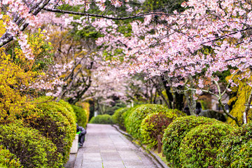 Kyoto, Japan park garden temple entrance in Gion district with long road narrow street empty path to ryozen honbyo with pink cherry blossom flowers