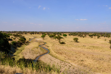 Umbrella acacia savannah landscape in the Tarangire National Park
