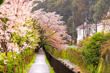 Kyoto, Japan canopy of flowers on cherry blossom sakura trees in spring garden on Philosopher's...