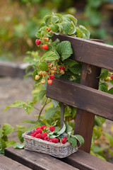 Fototapeta na wymiar Fresh raspberries in a basket in a basket are on the bench. Beautiful garden in a country