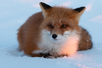 Obraz premium Red Fox in Alaska