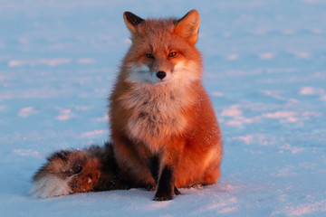 Red Fox in Alaska