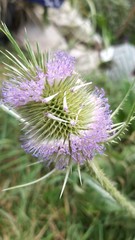 flowering thistle